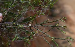 Coleonema juniperinum