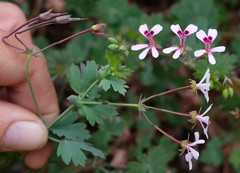 Pelargonium patulum
