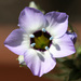 Gilia tricolor - Photo (c) Philip Bouchard, algunos derechos reservados (CC BY-NC-ND)