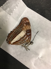 Adelpha phylaca phylaca