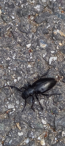 fuzáč čierny (Dorcadion aethiops)