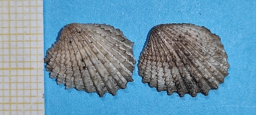 Representative image of Centrocardita