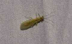 Sweltsa lateralis