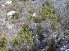 Erica arenaria