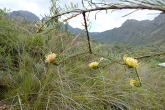 Leucospermum lineare