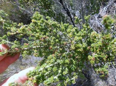 Erica arenaria