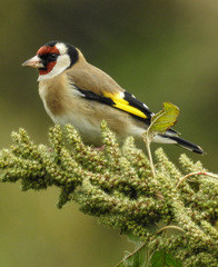 Carduelis carduelis