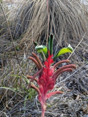 Anigozanthos manglesii
