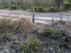 Anigozanthos manglesii