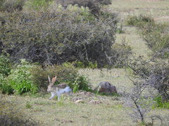 Lepus californicus