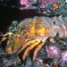 Ridgeback Slipper Lobster - Photo (c) uwkwaj, some rights reserved (CC BY-NC), uploaded by uwkwaj