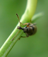 Nemonychidae