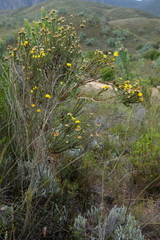 Aspalathus triquetra