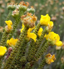 Aspalathus triquetra