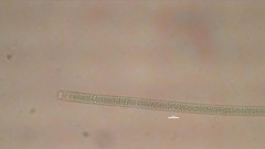 Planktothrix