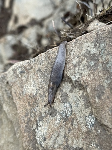 Tree slug, photo 6 of 9