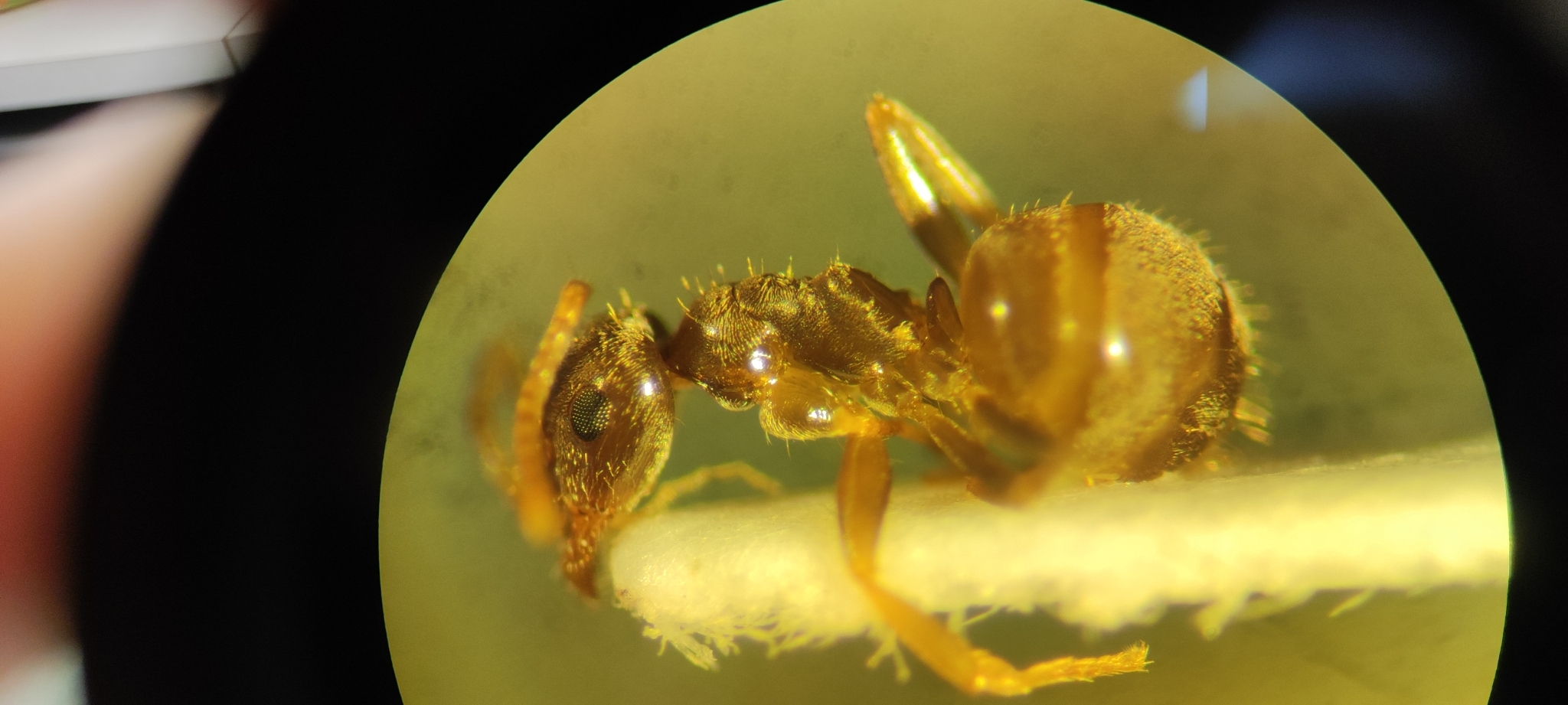 Lasius psammophilus
