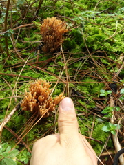 Ramaria stricta image