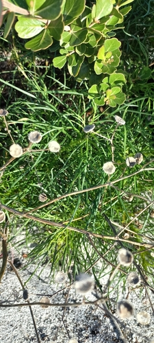 Image of Senecio umbellatus by (c) Adele SL, some rights reserved (CC BY)