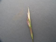 Danthonia intermedia