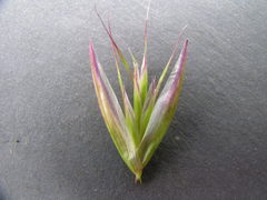 Danthonia intermedia