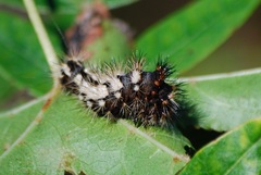 Acronicta longa