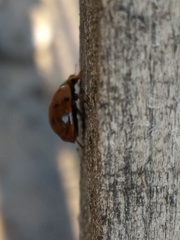 Harmonia axyridis