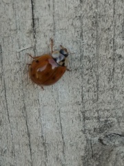 Harmonia axyridis