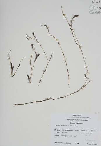 Alternateflower watermilfoil (Myriophyllum alterniflorum)