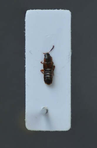 Haploglossa marginalis