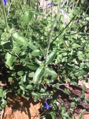 Salvia lycioides