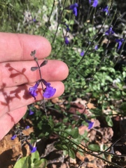 Salvia lycioides