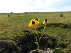Helenium mexicanum