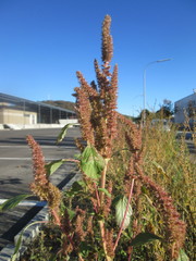 Amaranthus hybridus