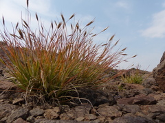 Danthonia unispicata