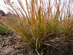 Danthonia unispicata