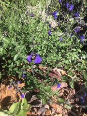 Salvia lycioides