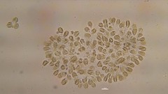 Chrysophyceae