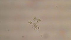 Chrysophyceae