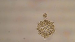 Chrysophyceae