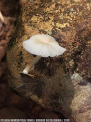 Filoboletus