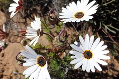 Ursinia pilifera