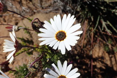 Ursinia pilifera