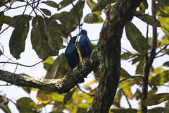 Lamprotornis chalybaeus