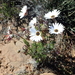 Ursinia pilifera - Photo no hay derechos reservados, subido por Peter Warren
