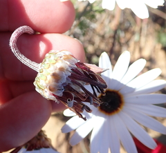 Ursinia pilifera