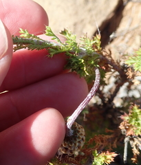 Ursinia pilifera