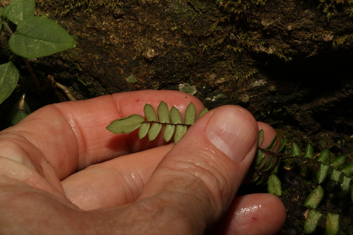 Image of Pellaea nana by (c) Greg Tasney, some rights reserved (CC BY-SA)