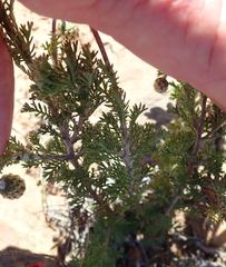 Ursinia pilifera