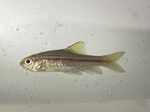 Copperstripe barb (Enteromius multilineatus) — Cyprinidae — 4
